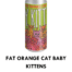 FAT-ORANGE-CAT-BABY-KITTENS